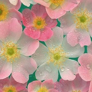 Meet your Posher, Renee